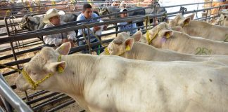 Desarrollo Rural supervisará rastros en Tamaulipas para garantizar la inocuidad