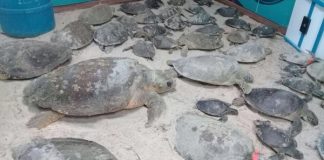 Dan protección a 120 tortugas en riesgo de morir por el frío