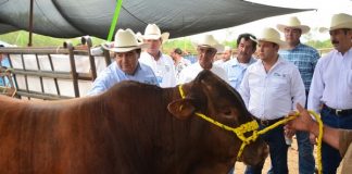 Tampico está listo para el V Congreso Mundial de Ganadería Tropical