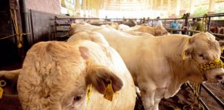 Con genética probada se fortalece el Sector Ganadero de El Mante, Tamaulipas