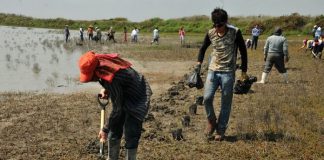 Para mitigar cambio climático intensifican plantación de manglares