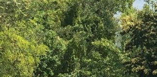 Advierte Parque y Vida Silvestre por avistamiento de osos en Bioparque Estrella