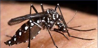 ZIKA, CIKUNGUYA Y DENGUE, PROBLEMAS REALES, ACCIONES REALES