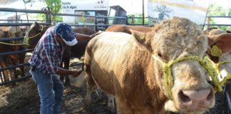 Cerca de 4.9 mdp dispersará el Gobierno Estatal para Ganaderos de Soto la Marina