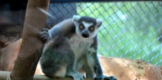 ¡Los lémures de Madagascar están en el Zoológico Tamatán!