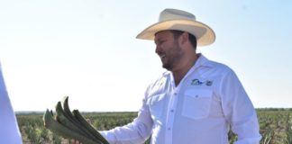 Sábila, una opción exitosa de reconversión de cultivos