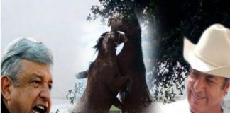 AMLO SIN SER JINETE AMANSÓ AL BRONCO