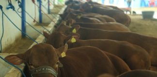 Muestra Tamaulipas lo mejor de su ganadería con subasta en la Feria Tam 2018