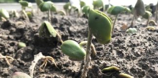 Tamaulipas fortalece la recuperación y producción de Manglar.