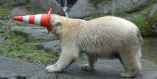 Alarma, en archipiélago ártico ruso por “invasión” de osos polares