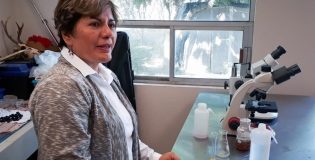 Descubren científicos de la UAT especies de hongos útiles en remediación de suelos contaminados.