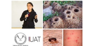 Monitorean hormiga roja de fuego en Tamaulipas.