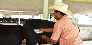 Mejoramiento Genético reafirma a Aldama como líder en la comercialización de becerros.