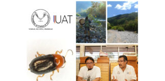 Descubren nueva especie de escarabajo en Tamaulipas.
