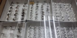 Museo de Insectos de la UAT a la vanguardia científica en México.