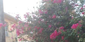 Recibirá Sector Oriente servicio de recolección de basura este lunes 22.