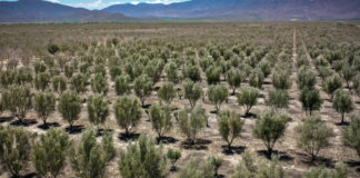Visita Gobernador empresa Olivares de la Sierra.
