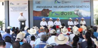 Programa de mejoramiento genético ha facilitado a ganaderos la compra de 5 mil sementales.