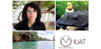 Medirán impacto ecológico de peces invasores en ríos de Tamaulipas.