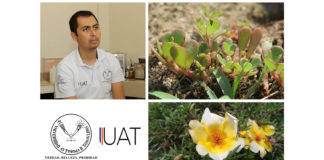 Evalúan el potencial nutricional de la verdolaga.