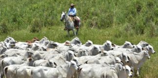 Es Tamaulipas 3° lugar nacional en crecimiento de ganadería, agricultura, turismo y servicios