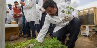 Impulsa UAT proyecto para producir hortalizas nutracéuticas
