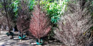 Mantiene Secretaría de Servicios Públicos abiertos los centros de acopio para árboles navideños