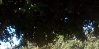 Recibirá Gobierno de Reynosa árboles navideños para darles destino adecuado