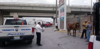 Protege Municipio a animales usados para estirar carretones