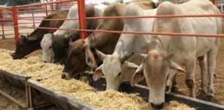 Aporta UAT estudios de plantas forrajeras para la nutrición pecuaria