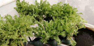 Con técnicas de acuaponia cultivan peces y vegetales en la FIC-UAT