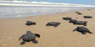 Gobierno de Tamaulipas da protección a Tortugas Marinas