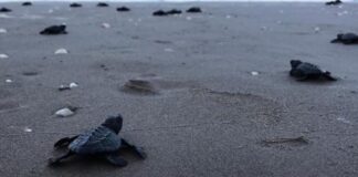 Concientiza Gobierno de Tamaulipas sobre importancia de las tortugas marinas