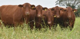 Sigue el dinamismo en la exportación de ganado bovino tamaulipeco hacia Estados Unidos