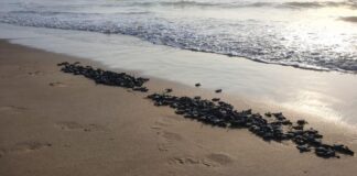 Nacen y liberan Tortugas Lora en Tamaulipas