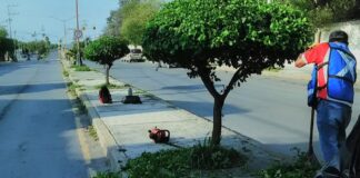 Embellece Municipio camellones y áreas verdes