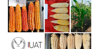 Estudian tesistas de la UAT variedades de maíz nativo tamaulipeco