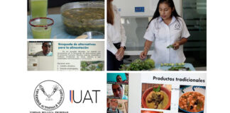 Fomentan uso y consumo de la verdolaga como alternativa alimenticia