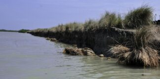 Sistemas de manglar actúan como barrera natural contra huracanes
