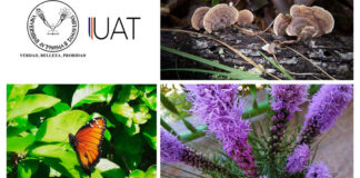 Estudian la Ecología Urbana desde el confinamiento por COVID