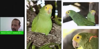 Impulsa UAT proyecto para la conservación del Loro Cabeza Amarilla