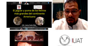 Científicos de la UAT contribuyen a la conservación del jaguar