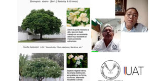 Recomiendan investigadores sembrar árboles nativos en zonas urbanas