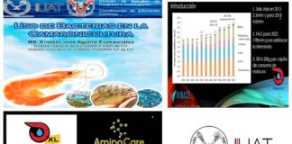 Proponen investigadores uso de probióticos para control de enfermedades en camarones
