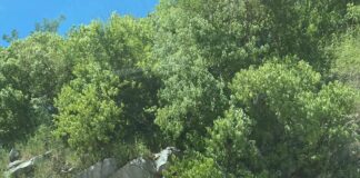 Muere operador de trailer tras volcar en la Autopista del Sol