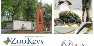Descubren nueva especie de avispa mexicana y la nombran “Covida”