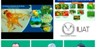 Desarrolla la UAT webinar sobre la mosca de la fruta y medidas fitosanitarias