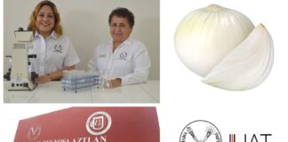 Obtienen celulosa de la cáscara de cebolla para fabricar papel