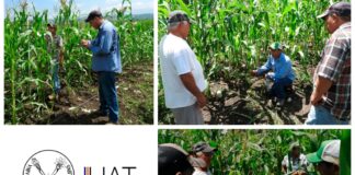 Impulsa UAT proyecto para la siembra de maíz nativo en Tamaulipas