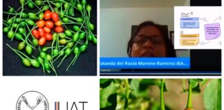 Elaboran especialistas de la UAT derivados del chile piquín